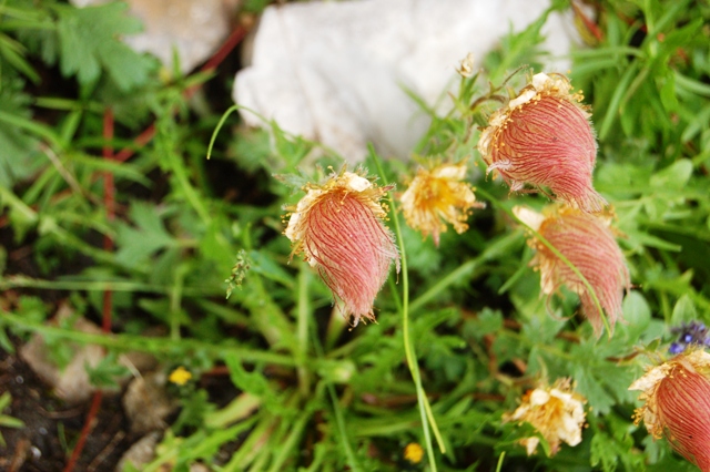 Geum montanum